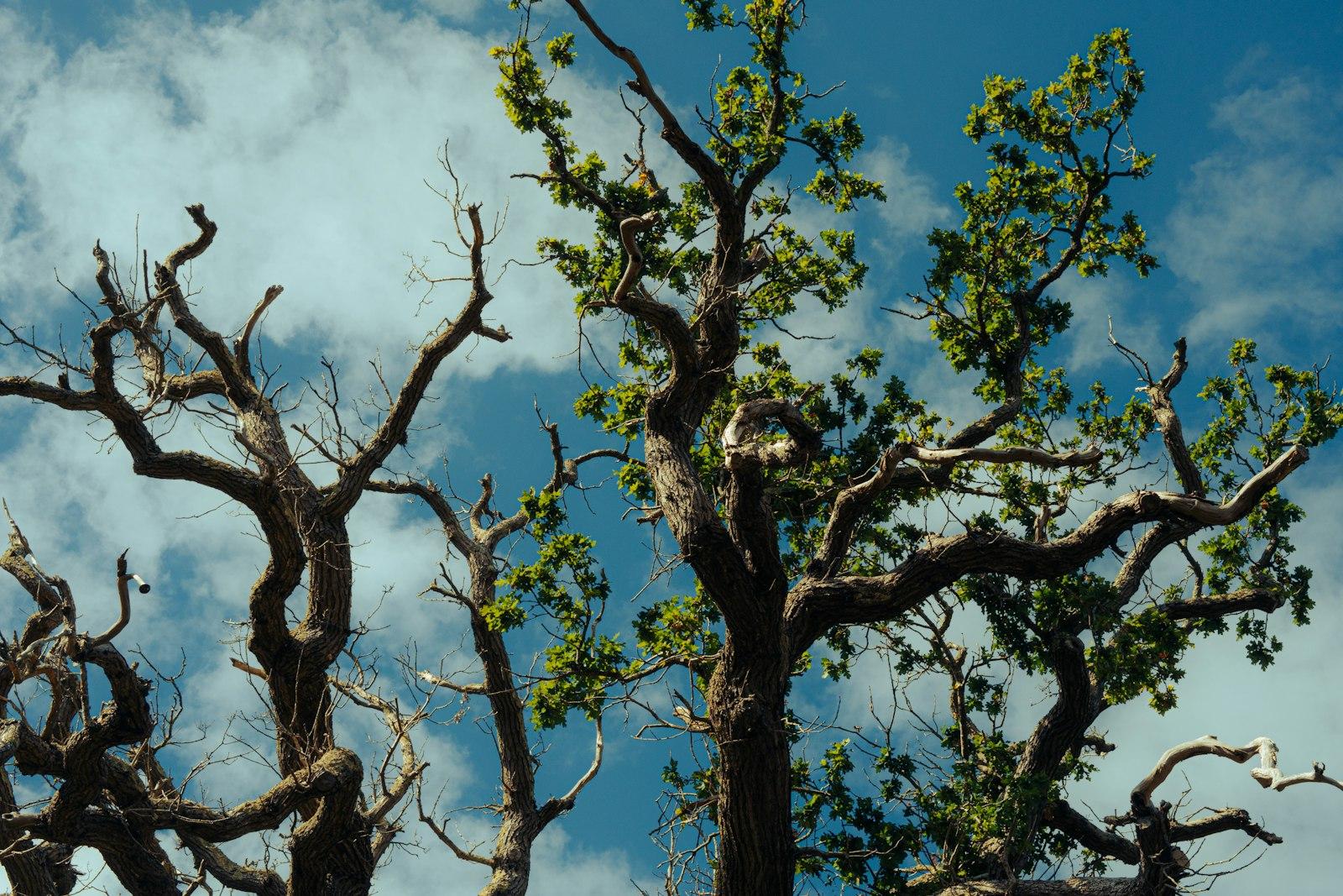 Twisted oak branches with green leaves against a bright blue sky with clouds