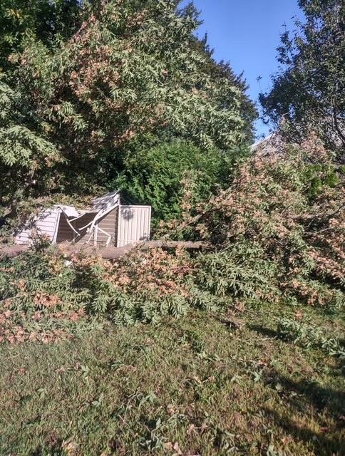 tree damage from tornado