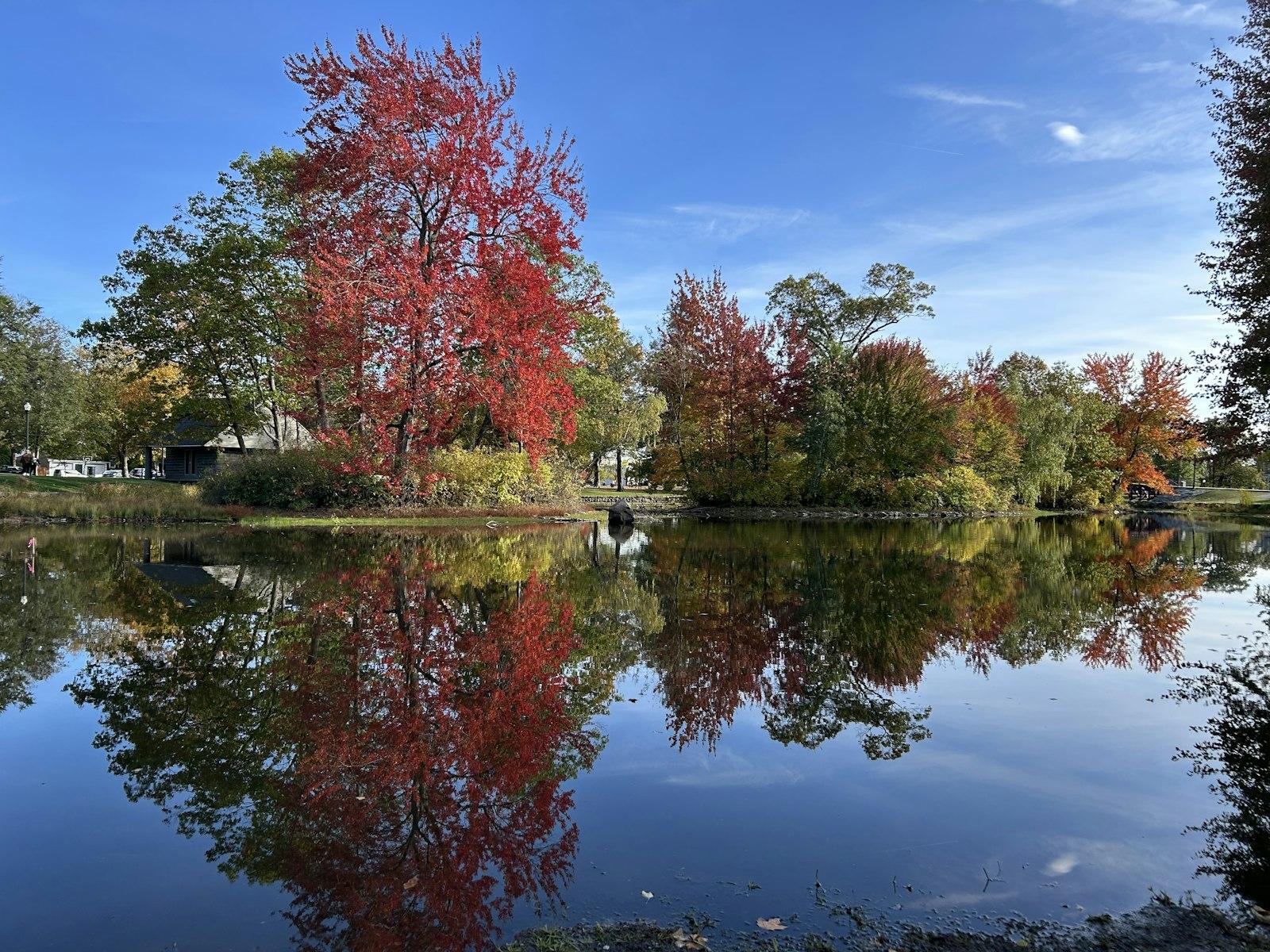 Bright red tree reflects in calm water during autumn.