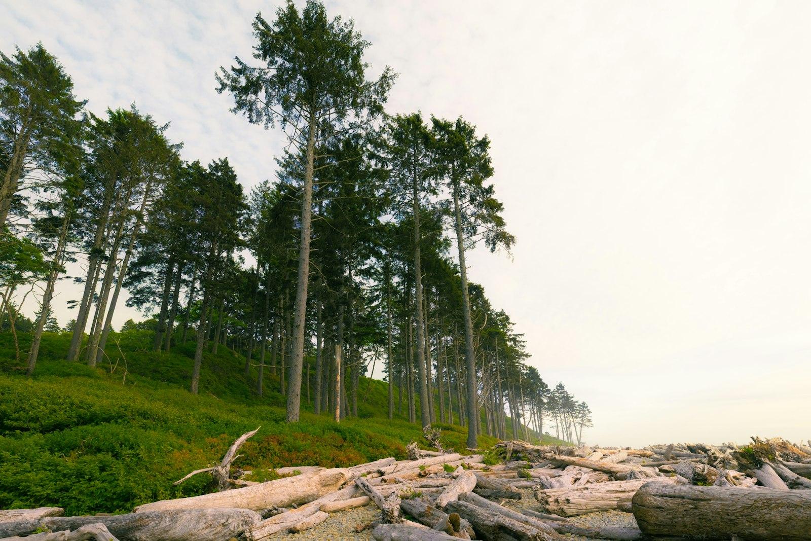 Tall trees on a green slope with many fallen logs.