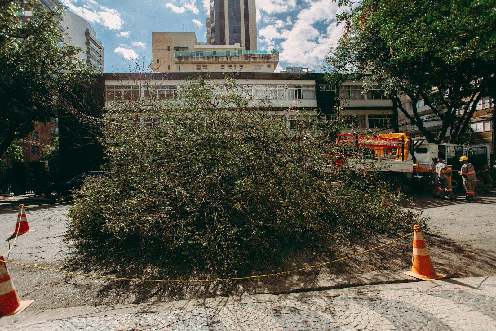Fallen tree blocking street with workers nearby