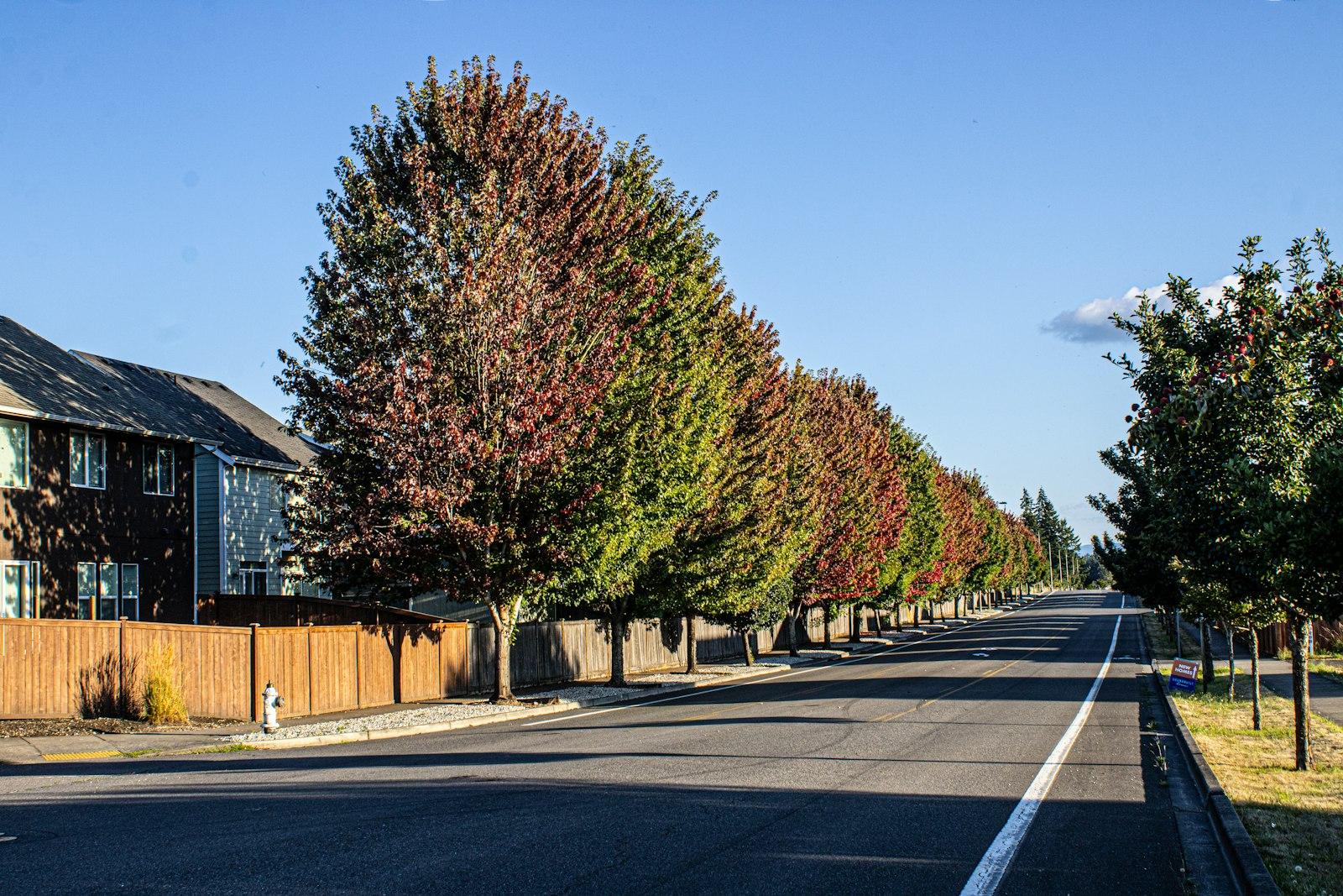 A street lined with lots of trees next to a fence