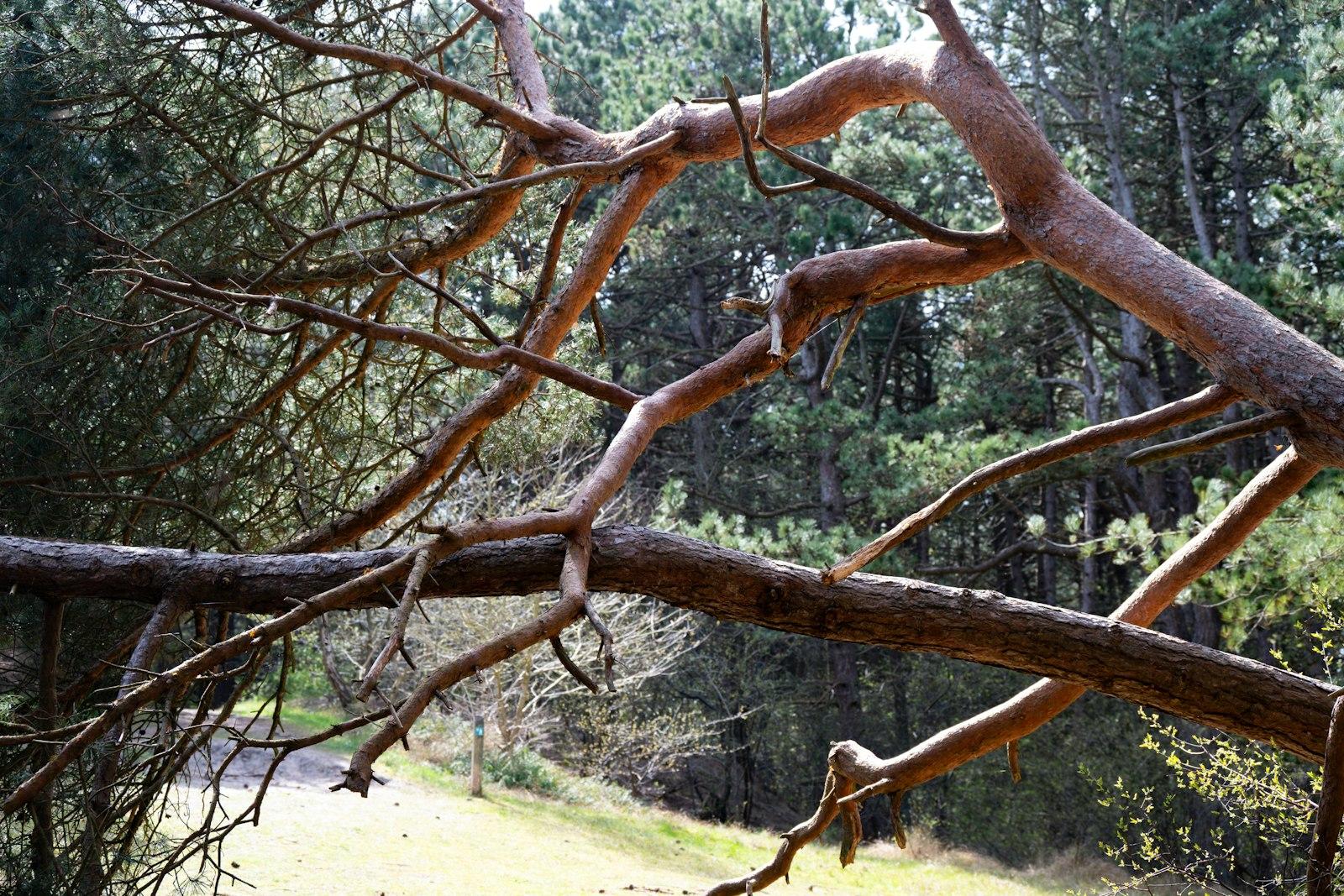 Dry, twisted tree branches in a sunny forest