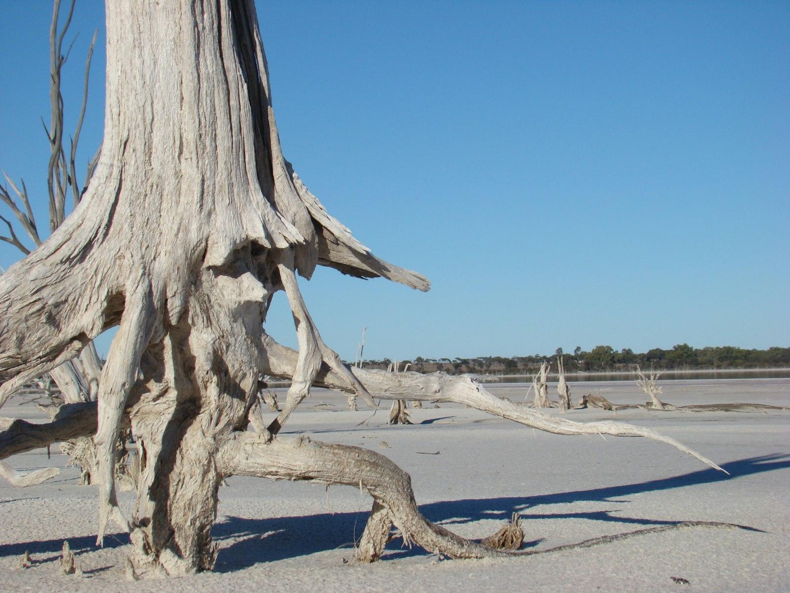 Weathered tree stump with exposed roots in a dry landscape.