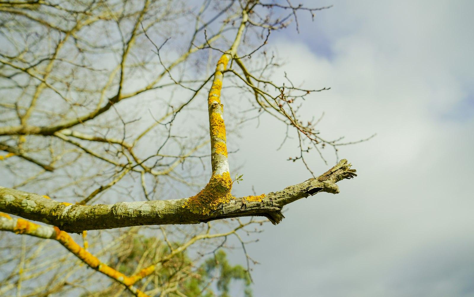 Brown tree branch with yellow leaves