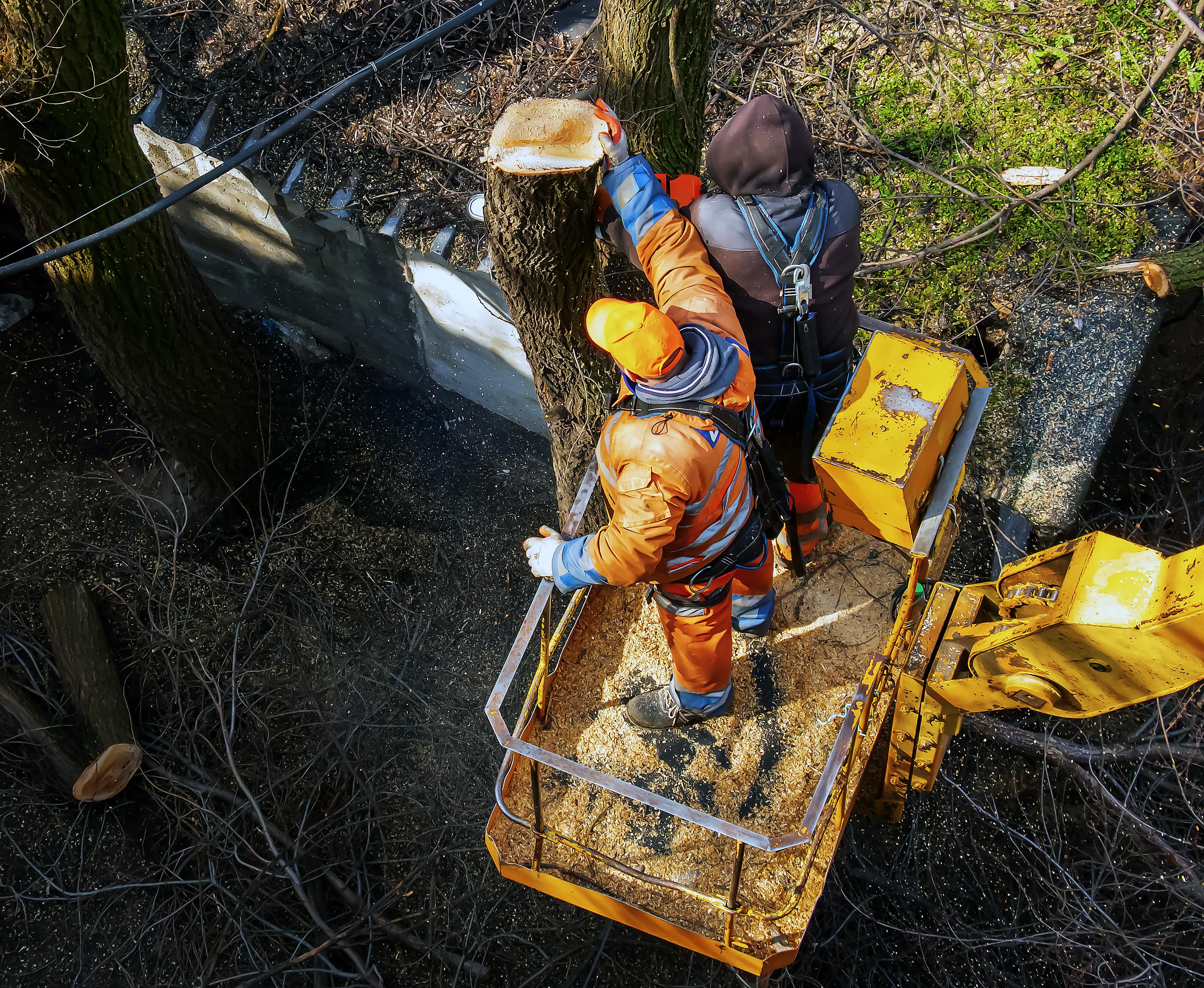 Tree Service
