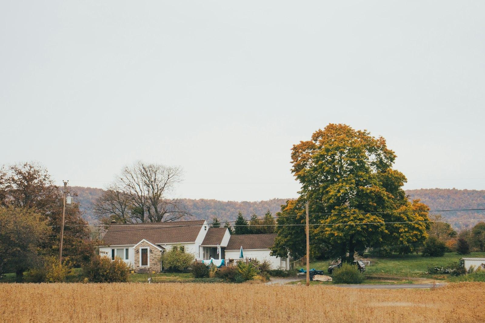 A house with a tree in the front