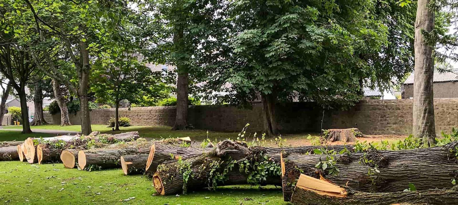 A bunch of logs that are sitting in the grass