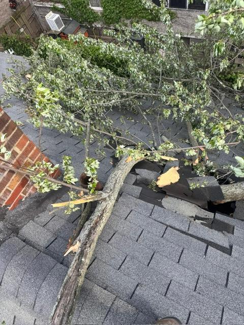 tree through roof