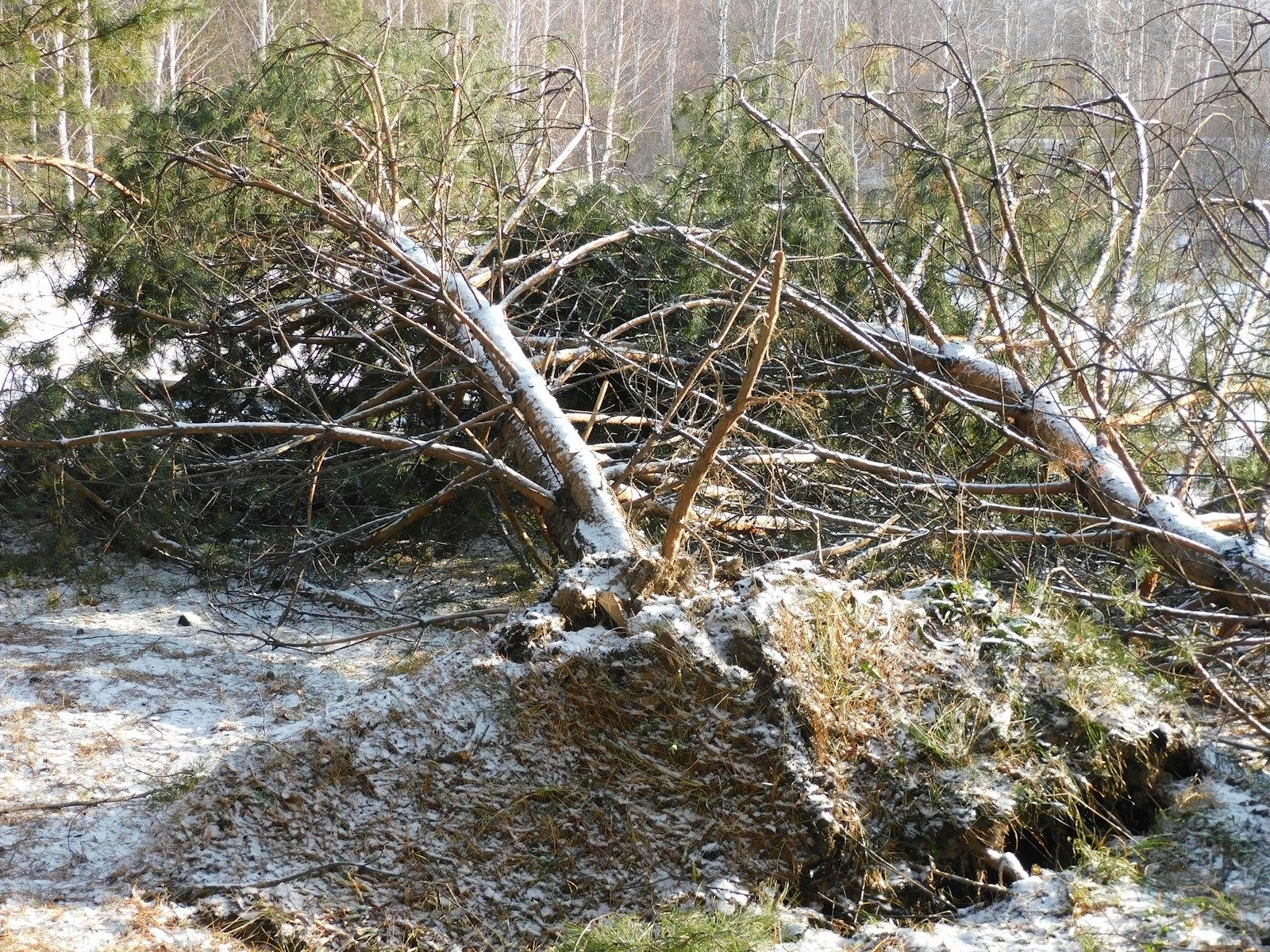 A tree that has fallen over in the snow