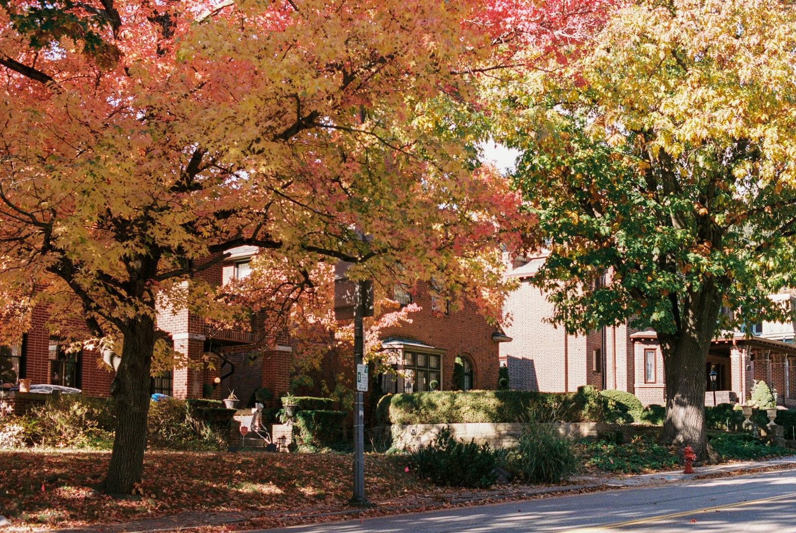 A row of houses on a tree lined street