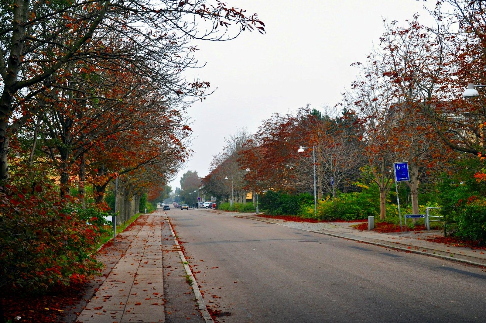 Street lined with trees in autumn with fallen leaves.