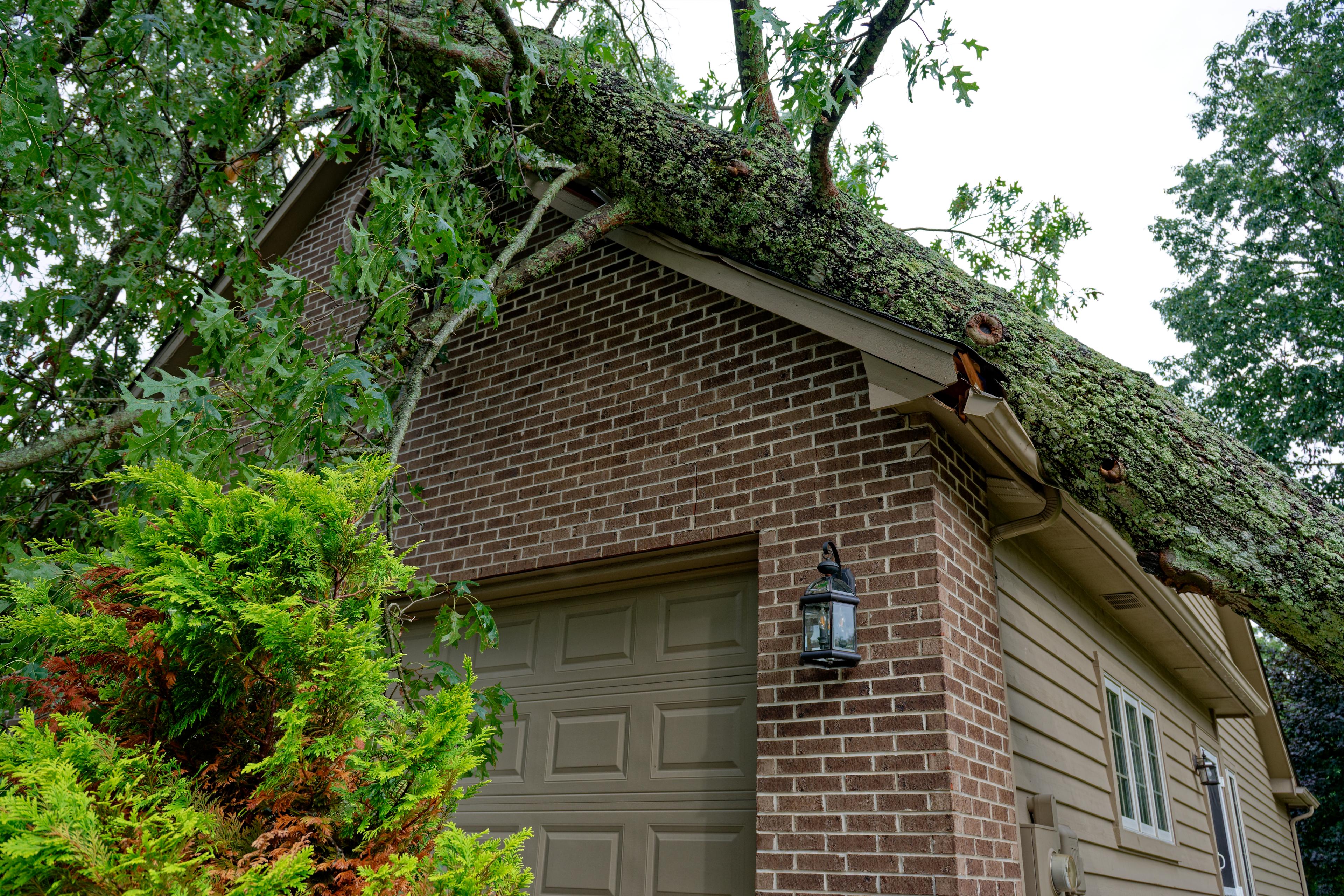 tree fell on roof