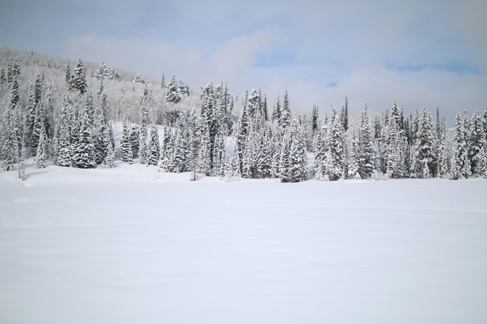 Snow covered pine trees