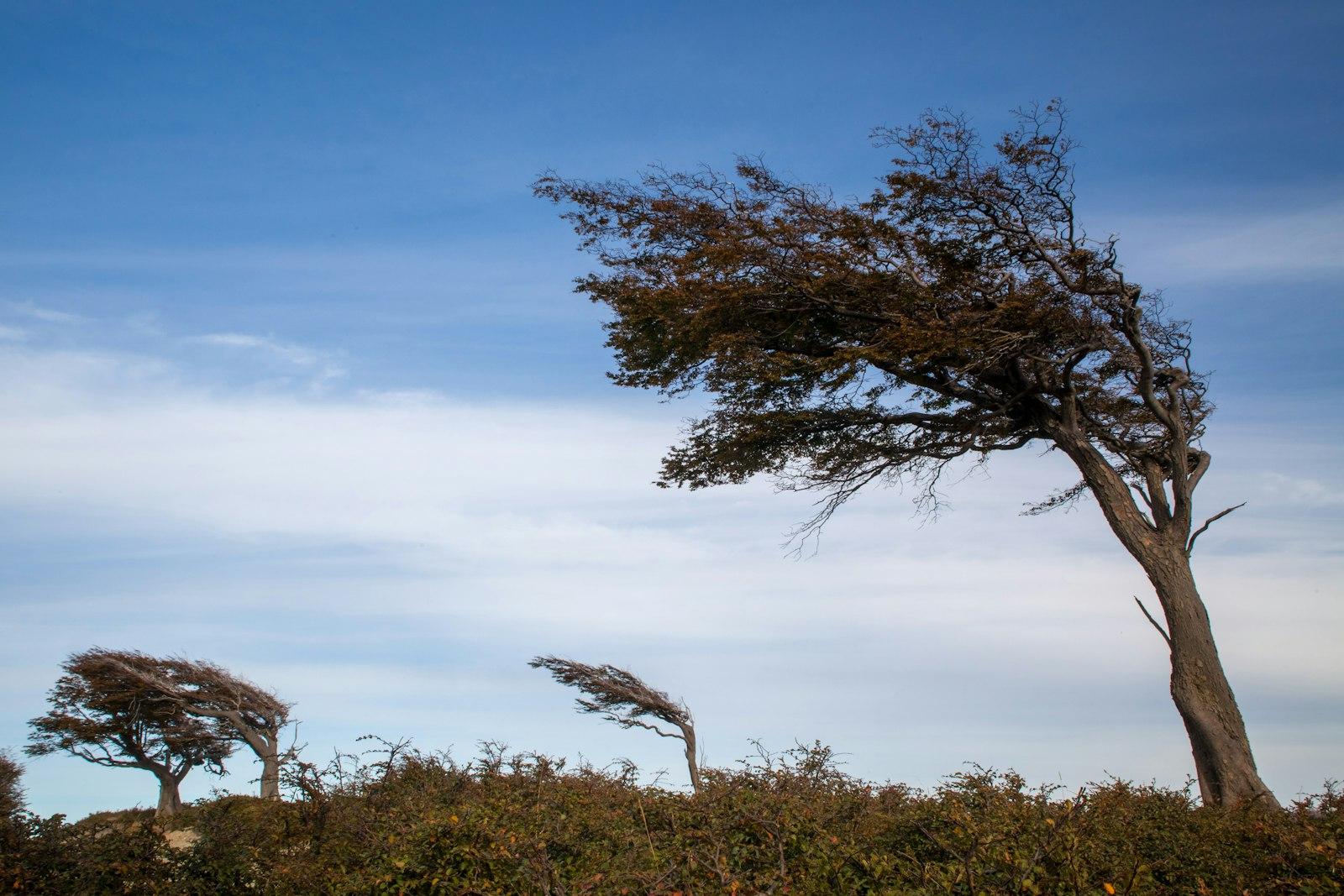 Brown leafless tree under blue sky during daytime
