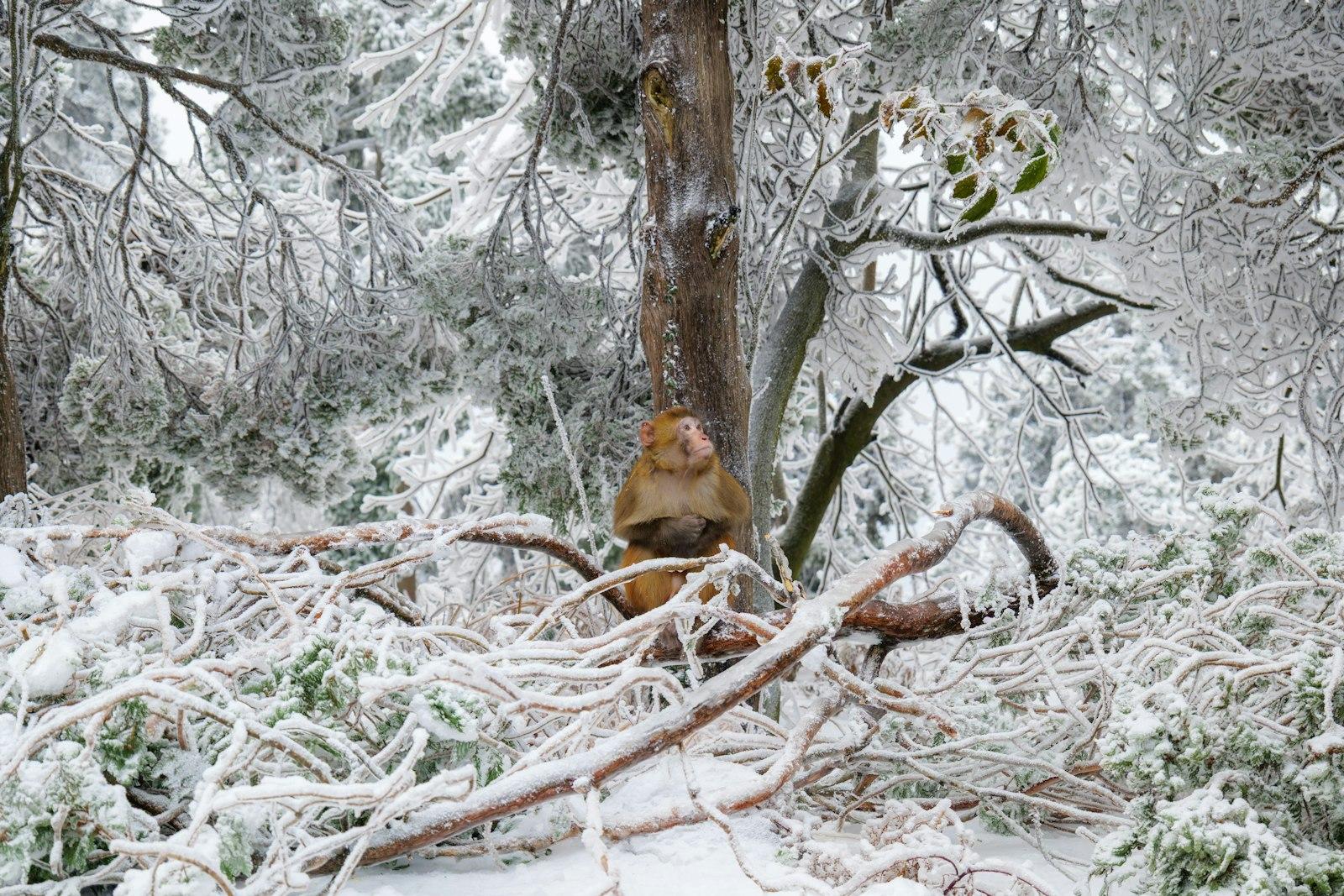 Fallen branches and tree trunk covered in snow and ice.