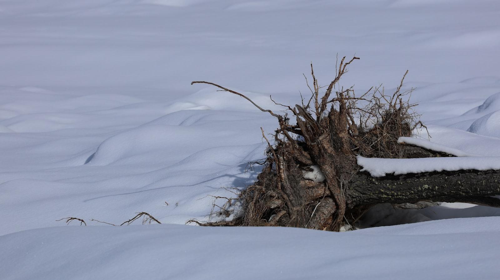 Fallen tree roots covered in snow on a winter day