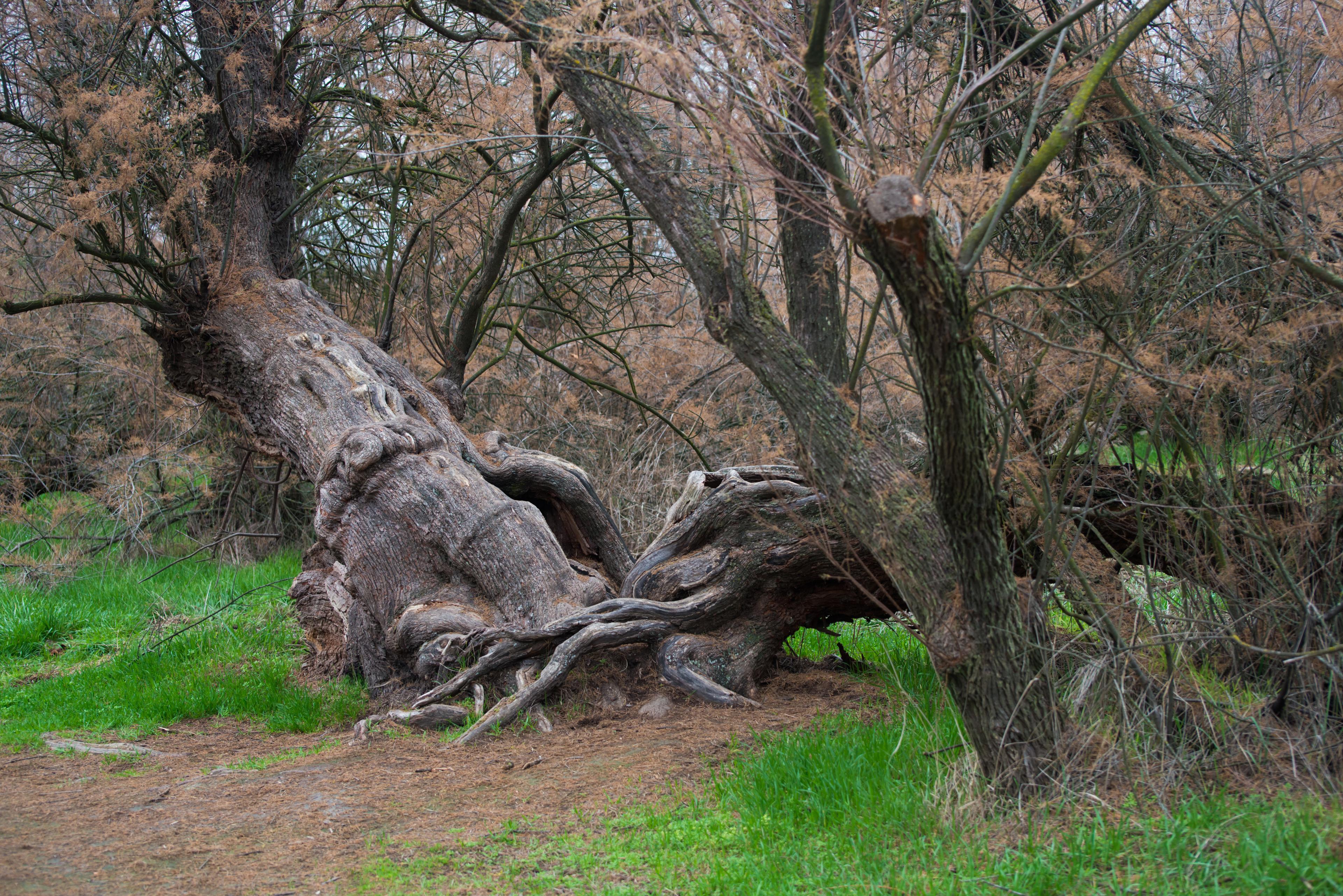 emergency tree removal