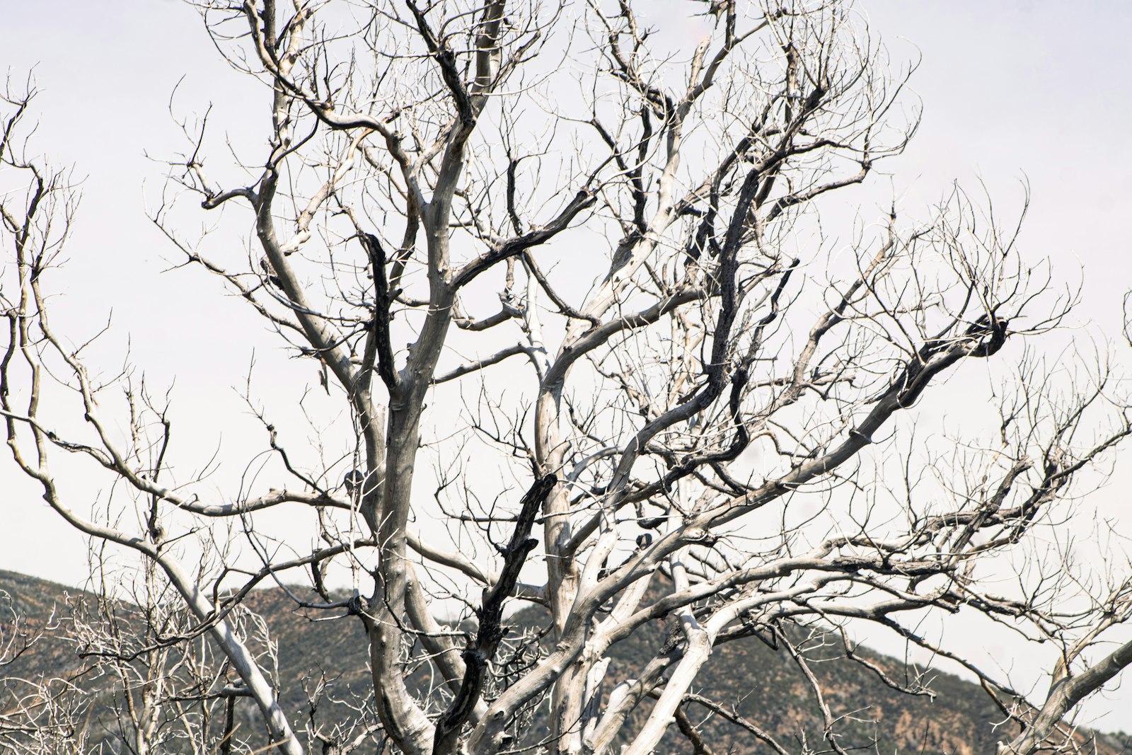 Leafless tree branches against a light sky and distant mountains.