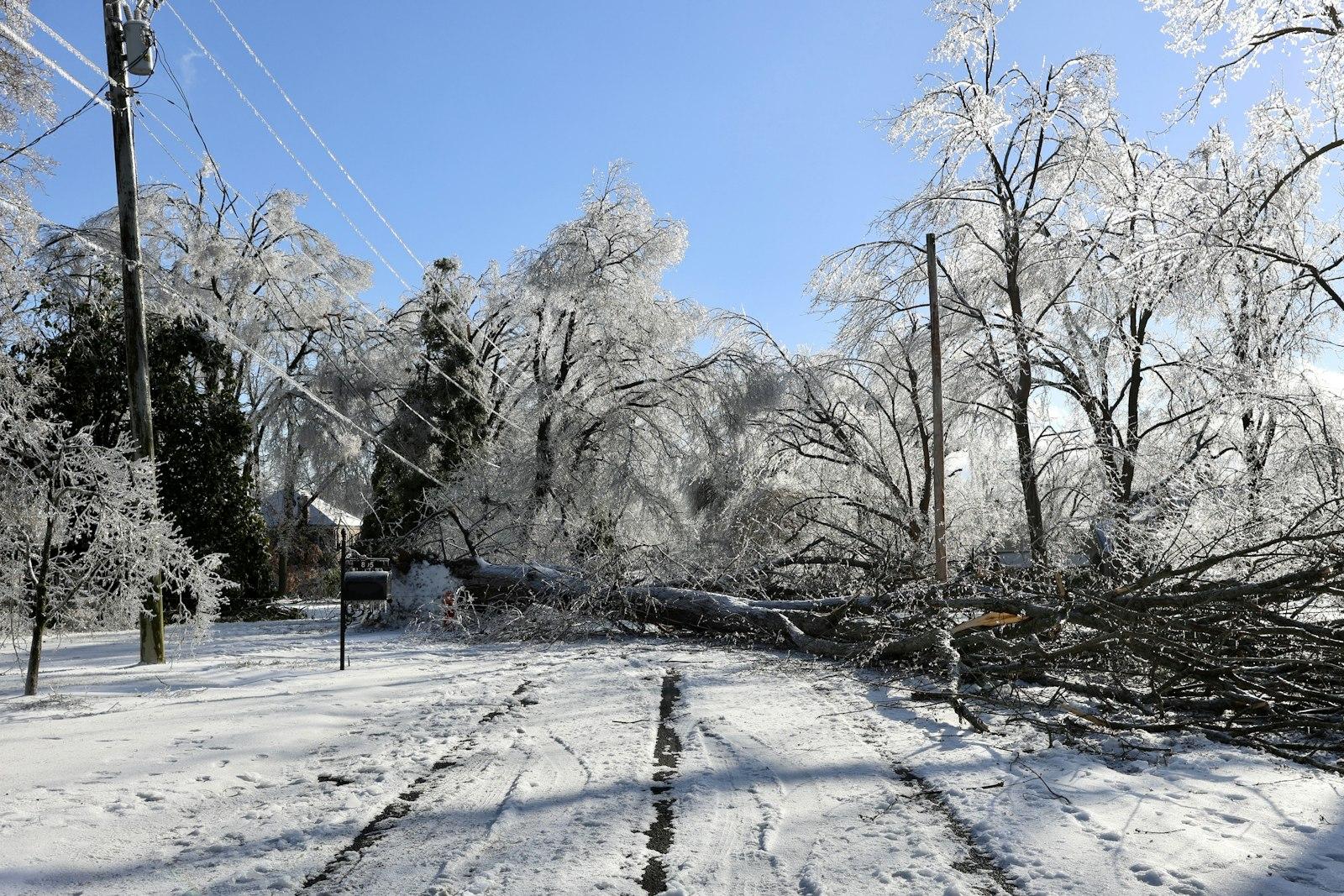 Fallen tree blocks road after ice storm