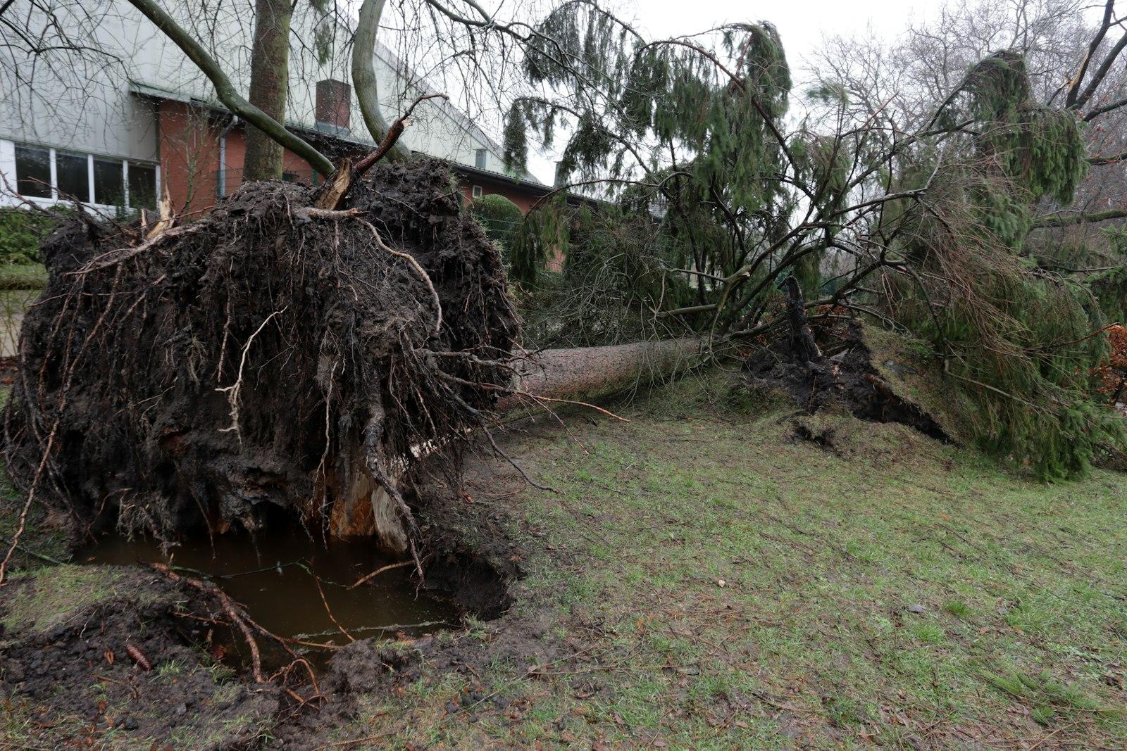 A large tree that has fallen over in a yard