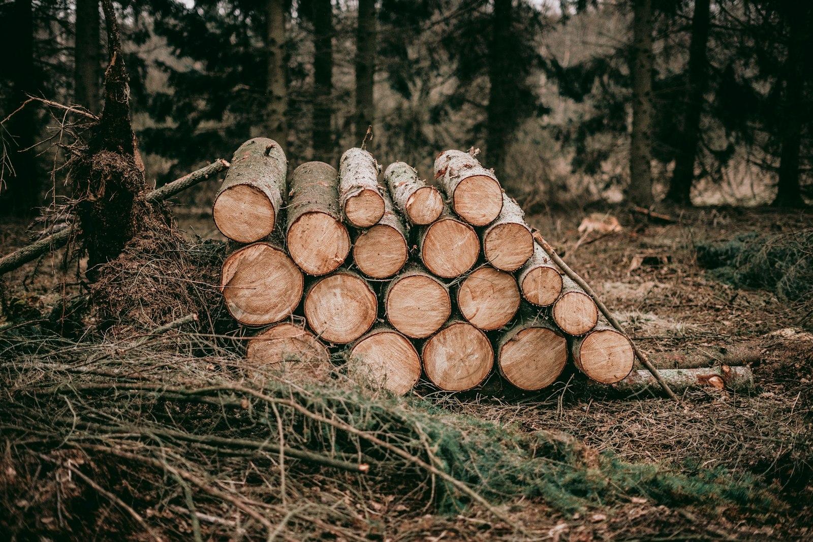 Pile of wood logs