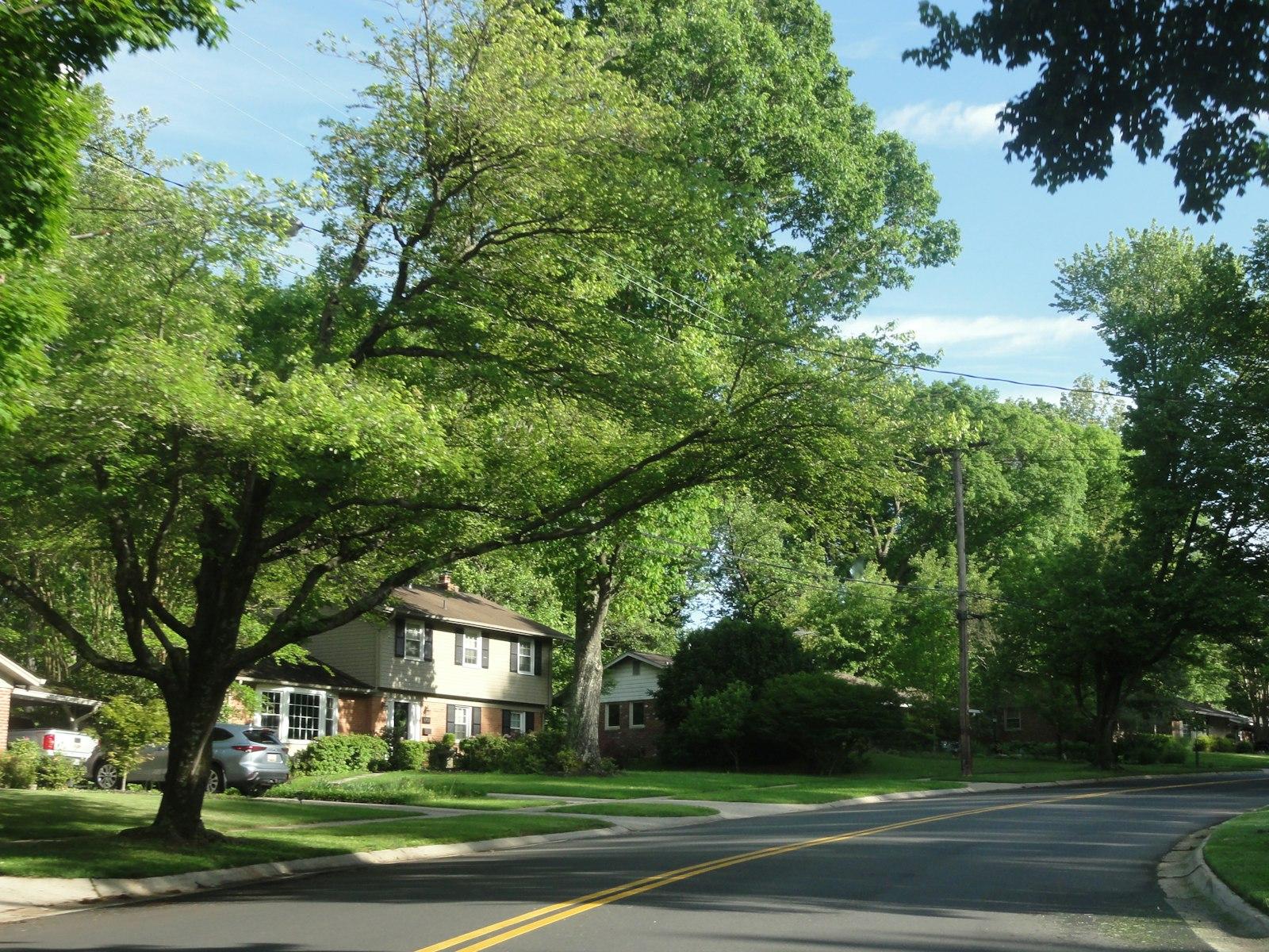 A residential street is lined with large, leafy trees.