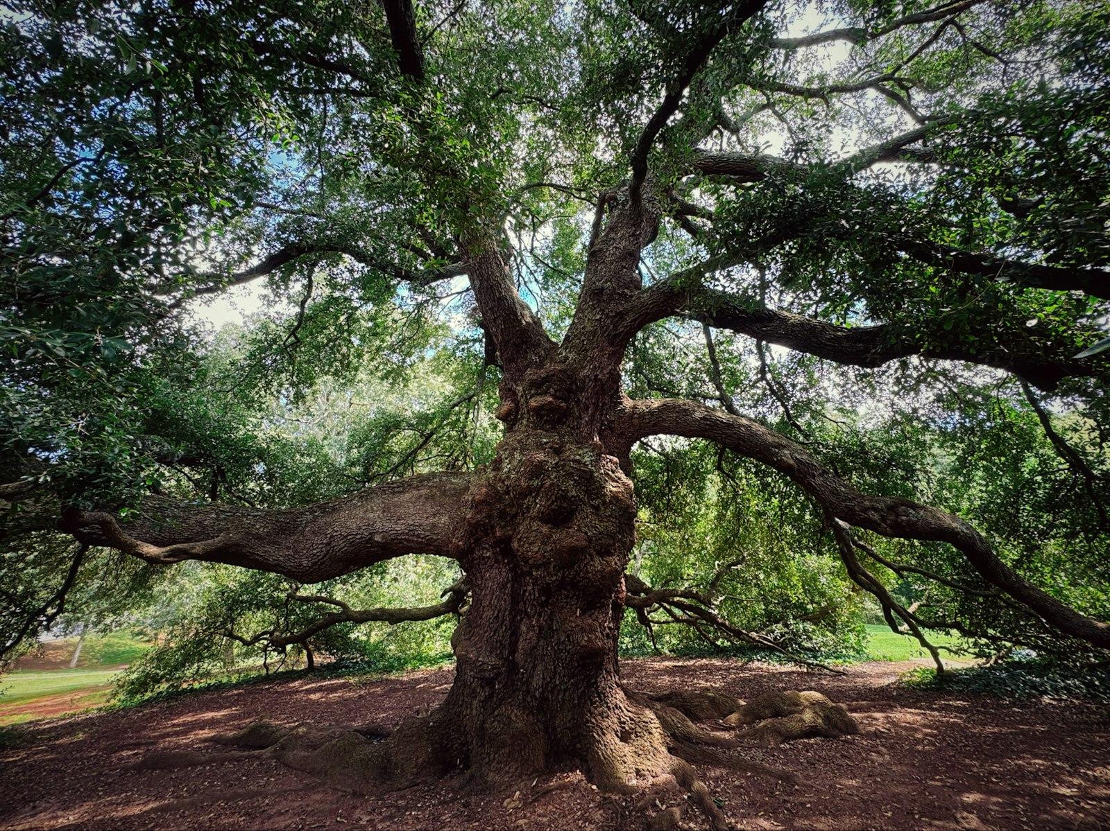 A large, ancient oak tree with sprawling branches.