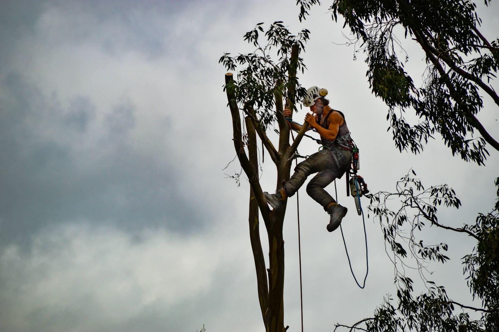 Man in orange shirt sitting on tree branch