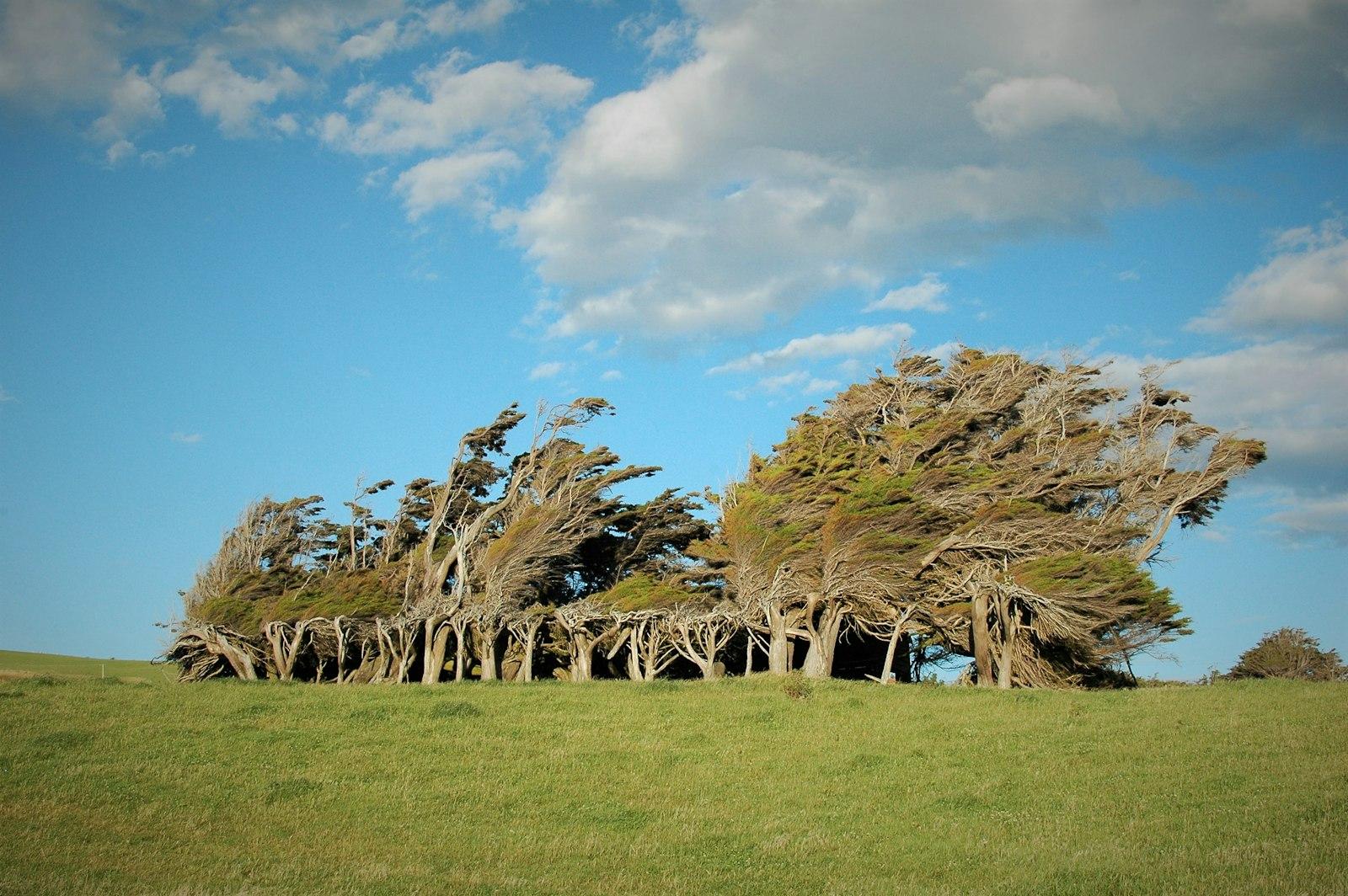 Brown wooden fence on green grass field under blue sky during daytime