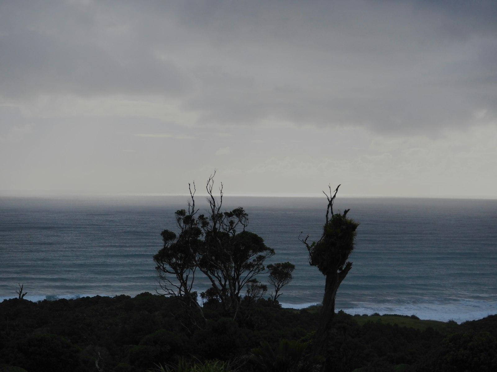 Dark trees stand against a stormy ocean horizon.
