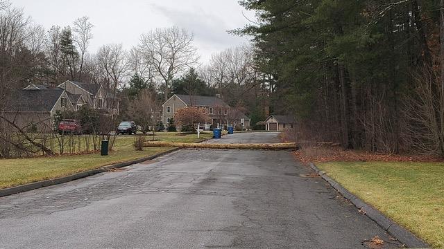 tree down from storm