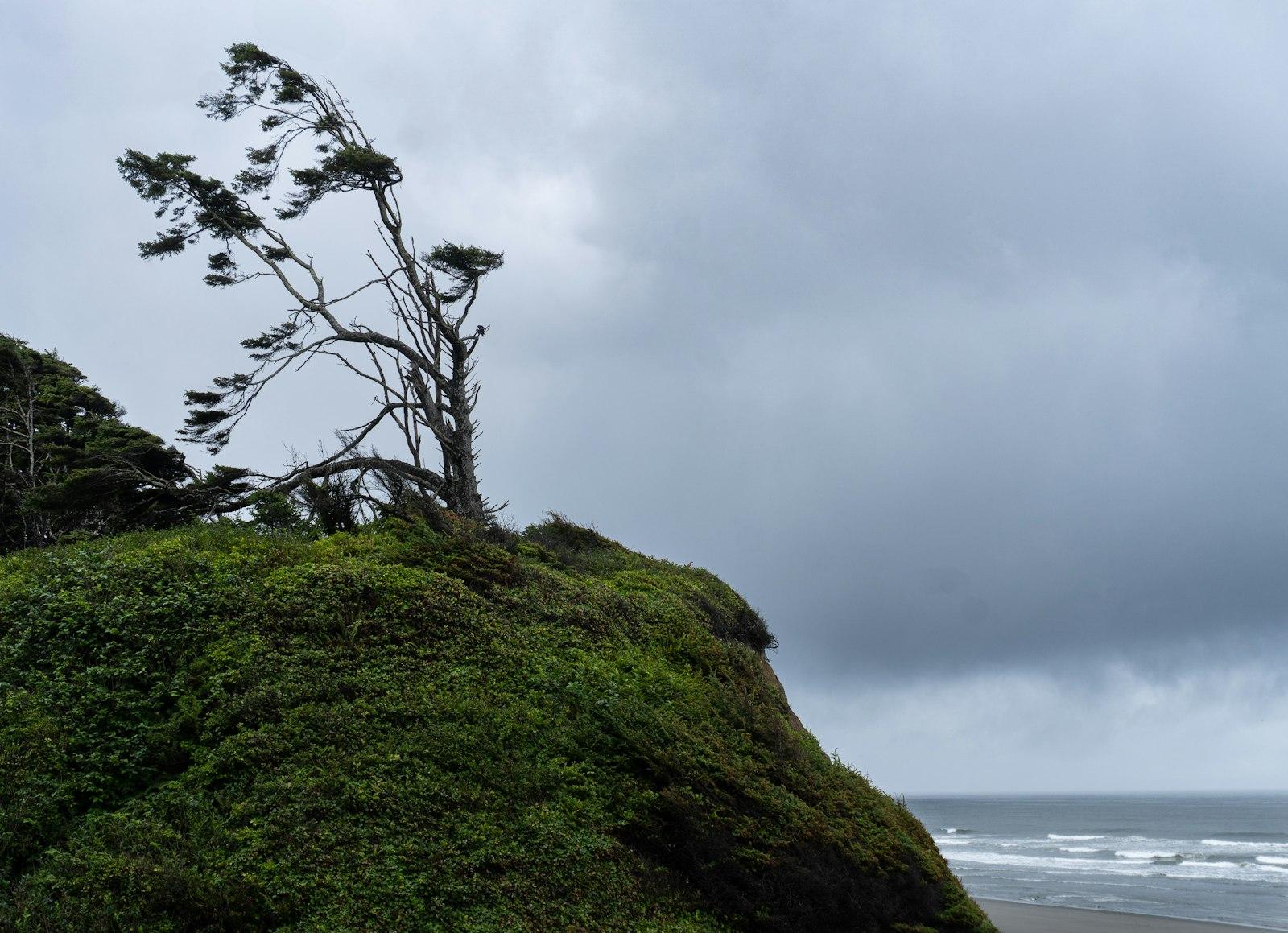 A wind-swept tree stands against a cloudy sky.