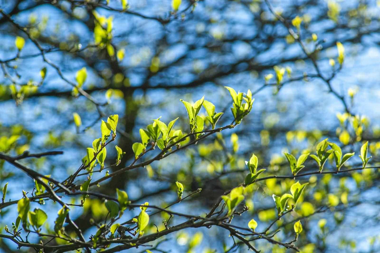 A tree branch with green leaves against a blue sky