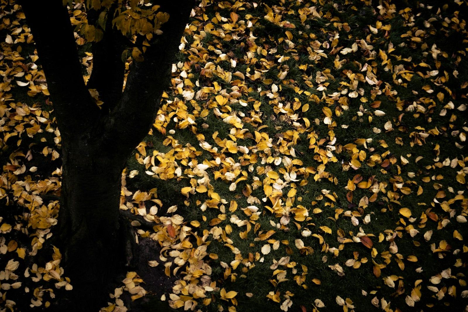 A tree that has fallen leaves on it