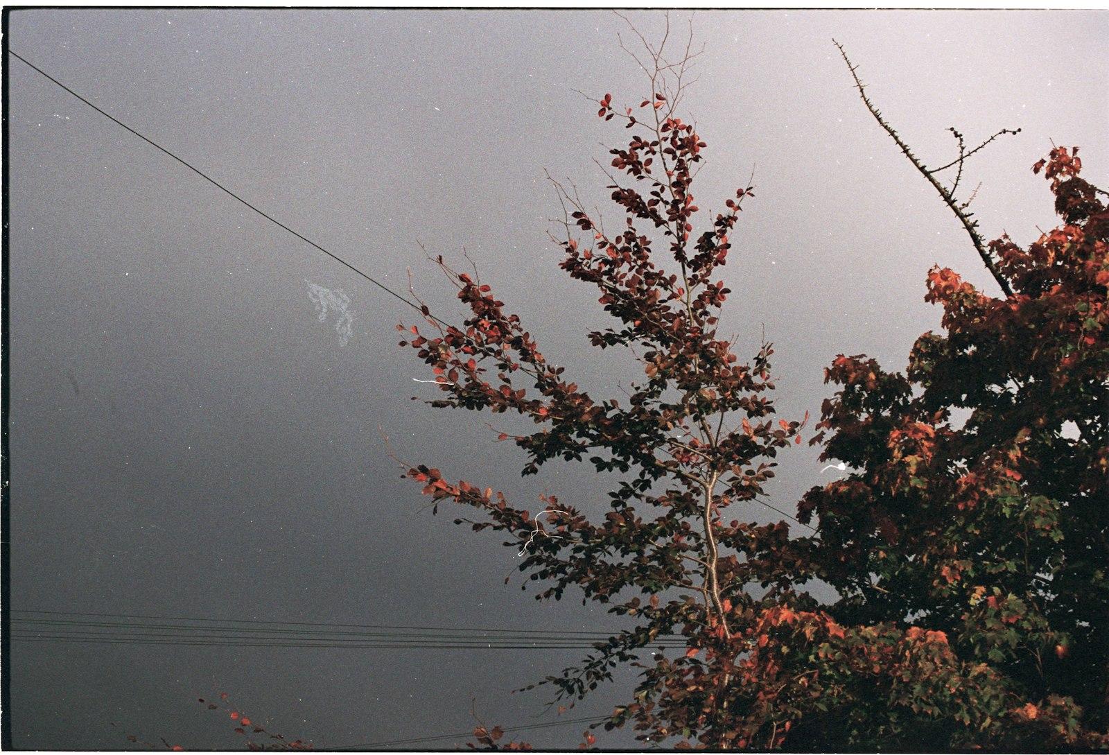 Autumn leaves on tree branches against dark sky